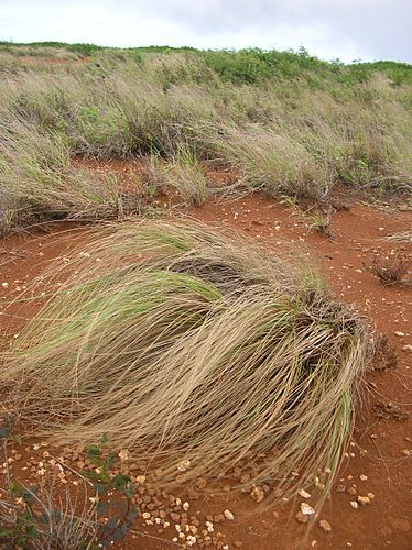 Eragrostis curvula